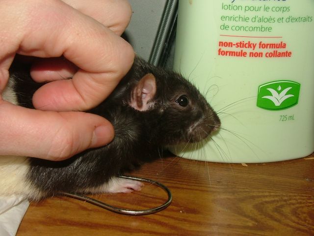 external image apr5Percyenjoyingscritches.jpg external image apr5Percyenjoyingscritches.jpg