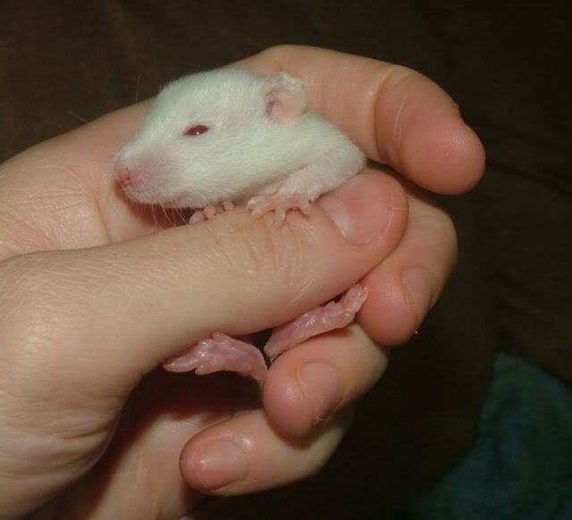 external image smallestPEWinhandsep1.jpg external image smallestPEWinhandsep1.jpg