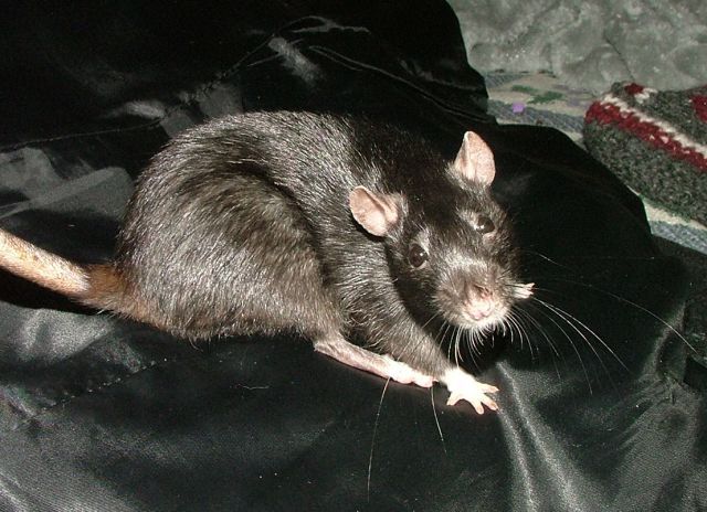 external image oct29Shadeisablackrat.jpg external image oct29Shadeisablackrat.jpg