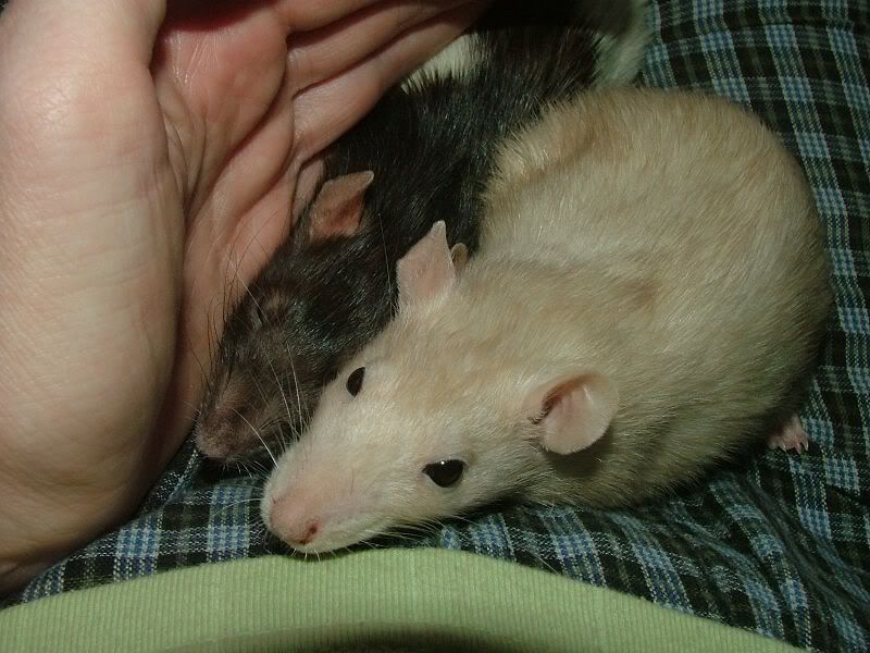 external image TTreallyloveeachother.jpg external image TTreallyloveeachother.jpg