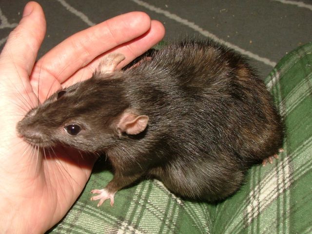 external image may11Truffle2.jpg external image may11Truffle2.jpg