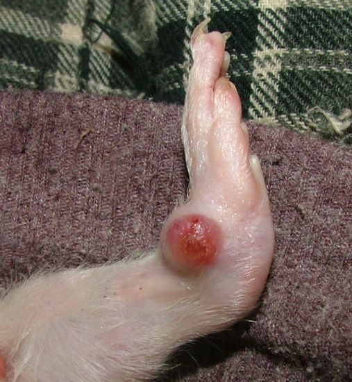 external image May514Sirusfoot2.jpg~original external image May514Sirusfoot2.jpg~original
