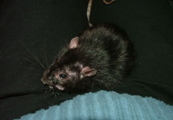 Is My Rat Blind Paw Talk Pet Forums
