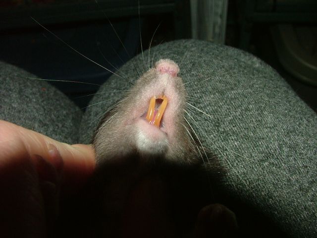 rat mouth