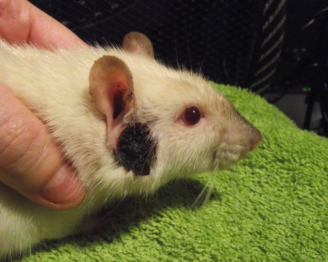 Zymbals Gland Tumour Please help The Rat Shack Pet Rat Forum