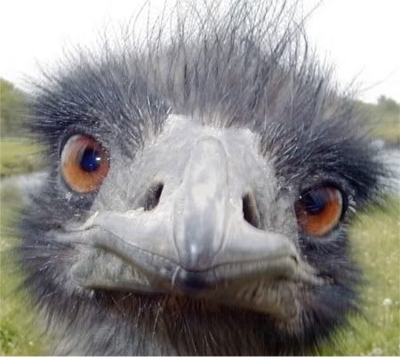 Emu who looks like the ref.