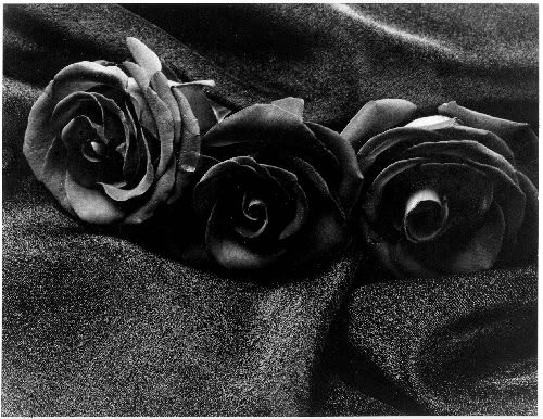 black_roses-vi.jpg