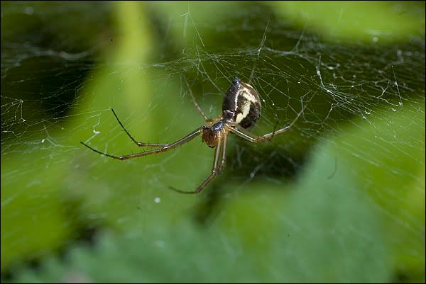 http://i61.photobucket.com/albums/h78/tweakerpiet/spin3-1.jpg http://i61.photobucket.com/albums/h78/tweakerpiet/spin3-1.jpg