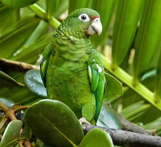 green parrot art