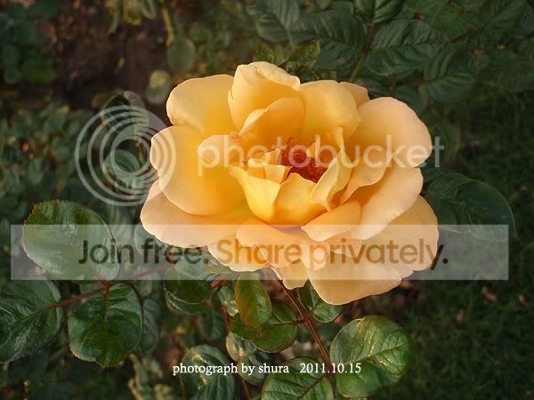 40.月季澳洲黄金(australia gold)