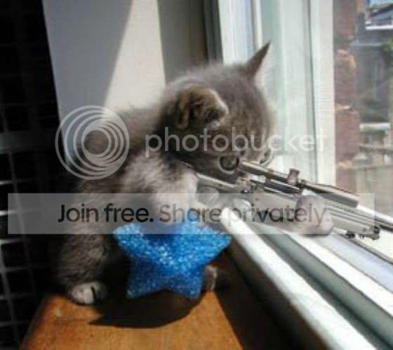 cat_sniper.jpg