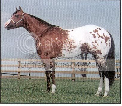 horse.jpg