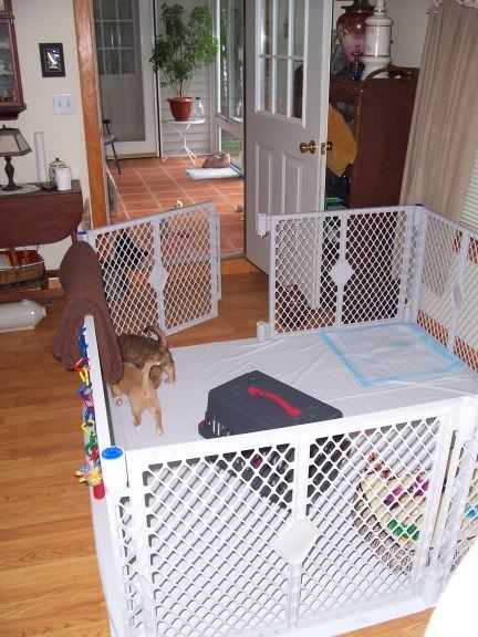dog playpen petco dog playpen petco