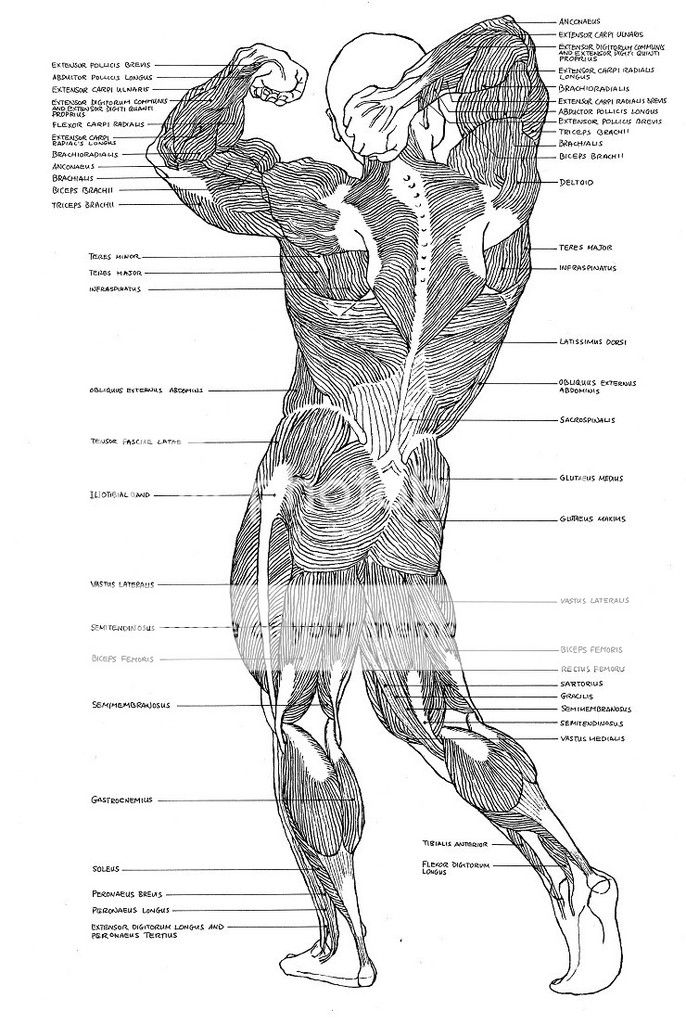 The Importance of Anatomical Accuracy in Figures | planetFigure ...