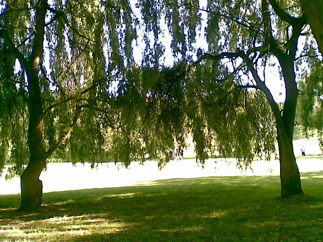 vrbinka