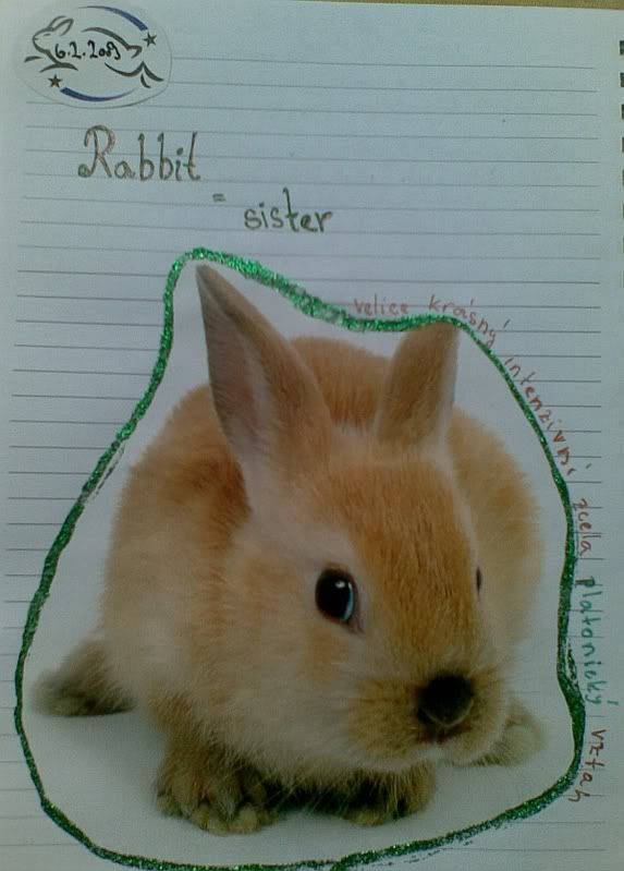 rabbit_sis
