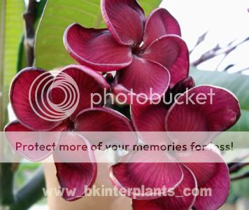 Plumeria with Rooted Black Ruby Very New RARE