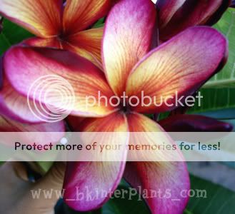 Plumeria with rooted Sai Thong *Super New&Beautiful*  