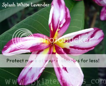 You can see my other variegated and rare plants Click Here ^Bkshop^