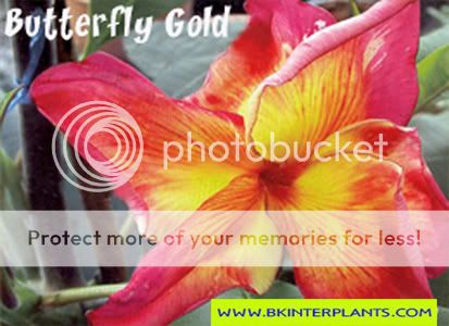 Plumeria with rooted Butterfly Gold Strongly this yea  