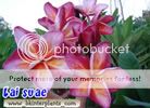 Flower detail  Rare And Beatiful Plumeria variety mixed seed in my 