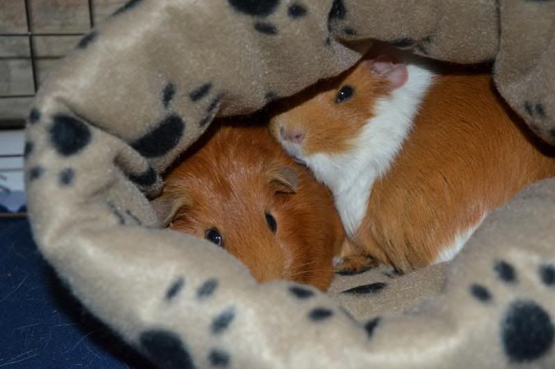DSC_0412.jpg