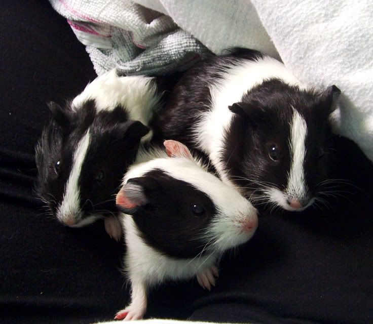 1PIC_1295.jpg