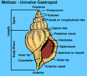 Common Terms Associated with Seashells