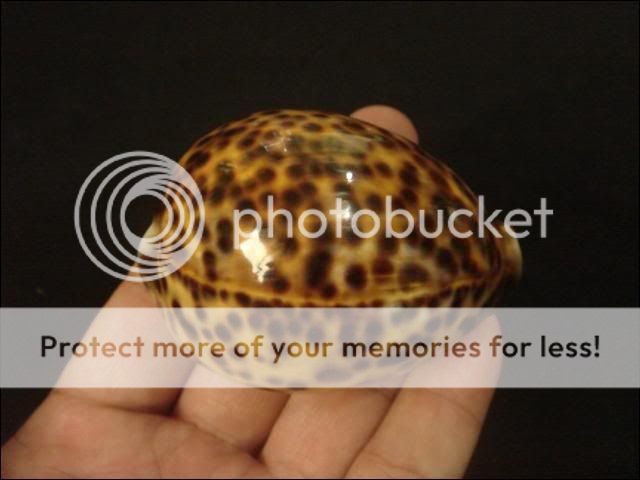 Cypraea tigris, 70.2mm, GEM, VERY RARE YELLOW COLOR  