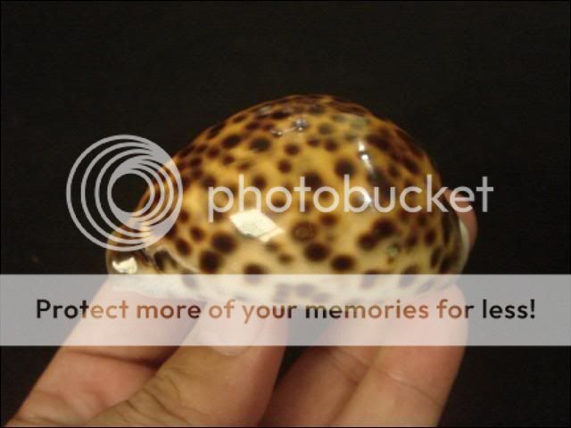 Cypraea tigris, 70.2mm, GEM, VERY RARE YELLOW COLOR  