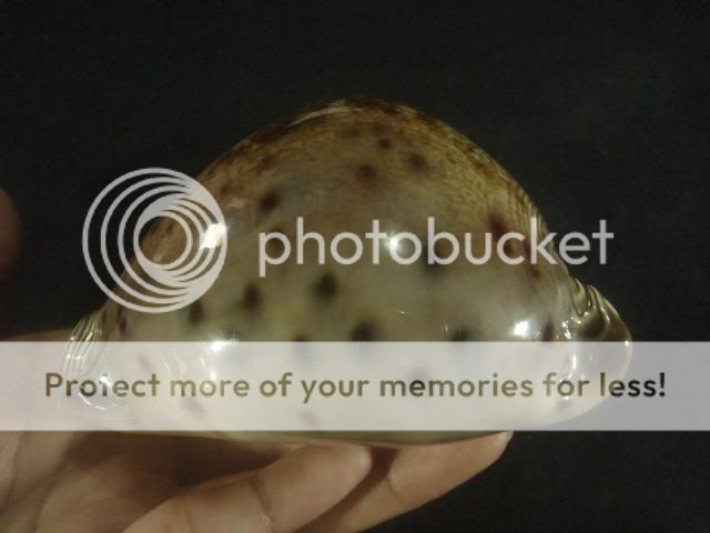 Cypraea valentia, 91 mm, F+++/GEM, very nice dark form  