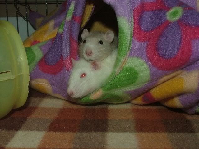 external image KameaandBroninthecozy.jpg external image KameaandBroninthecozy.jpg