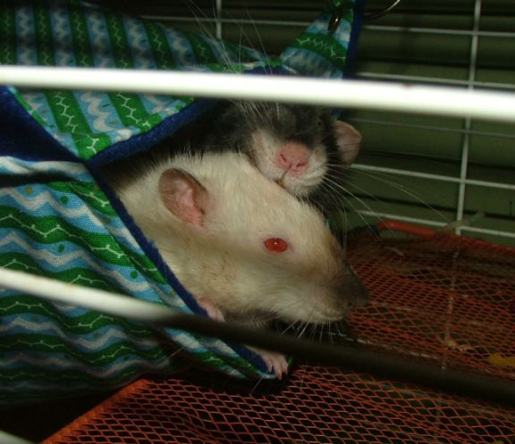 external image apr28CesarandFlowerinhammock.jpg external image apr28CesarandFlowerinhammock.jpg
