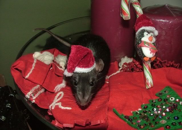 external image Faythchristmas.jpg external image Faythchristmas.jpg