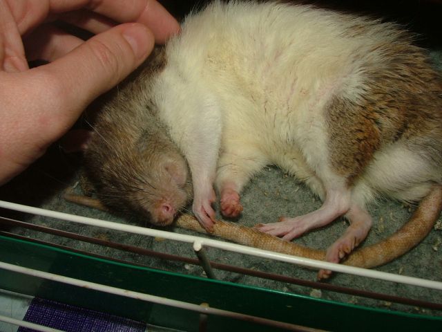 external image sep10Dextersleeping2.jpg external image sep10Dextersleeping2.jpg
