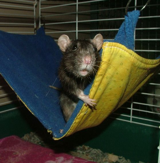 external image Hoochyinherhammock2amoct31.jpg external image Hoochyinherhammock2amoct31.jpg