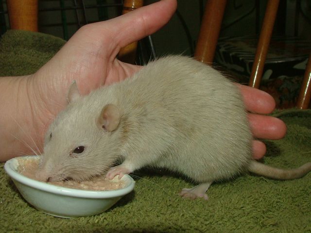 external image Isabellagulpingherfoodapr17.jpg