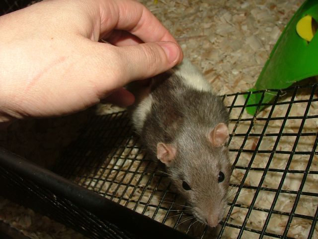 external image sep17Joharienjoyingsomepats.jpg external image sep17Joharienjoyingsomepats.jpg