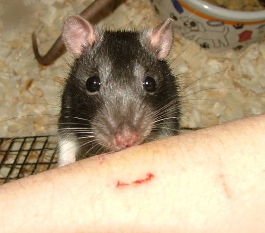 external image may8Aristasniffingmywound.jpg~original external image may8Aristasniffingmywound.jpg~original