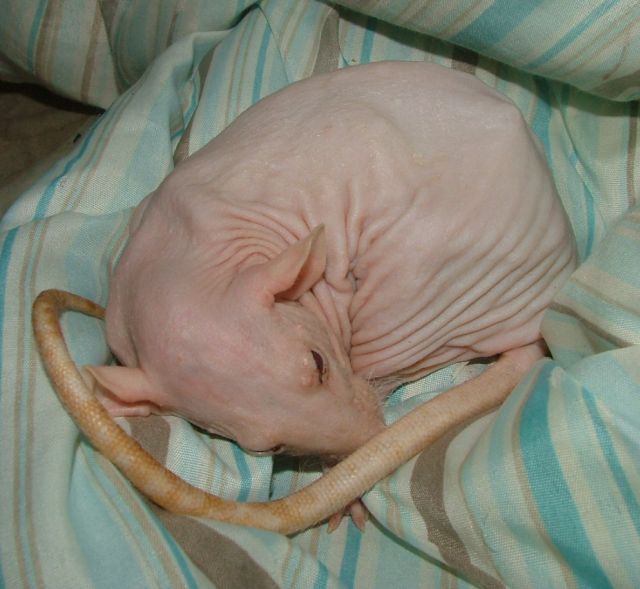 external image Dec22Frenchie2.jpg~original external image Dec22Frenchie2.jpg~original
