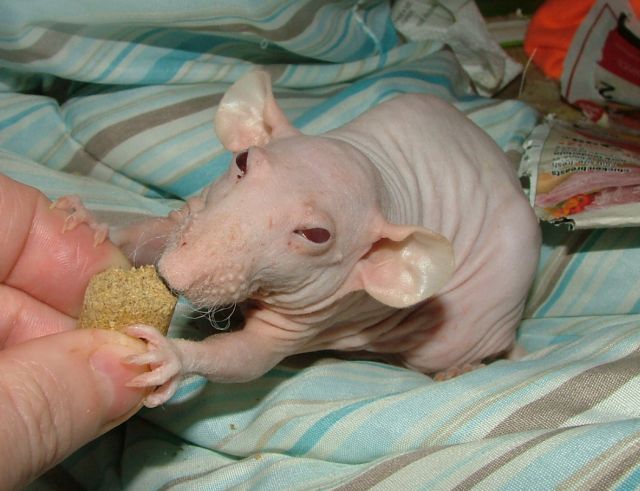 external image dec15Frenchie.jpg~original external image dec15Frenchie.jpg~original