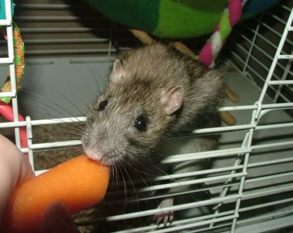 external image FaerdaelovesbabycarrotsAug1.jpg external image FaerdaelovesbabycarrotsAug1.jpg