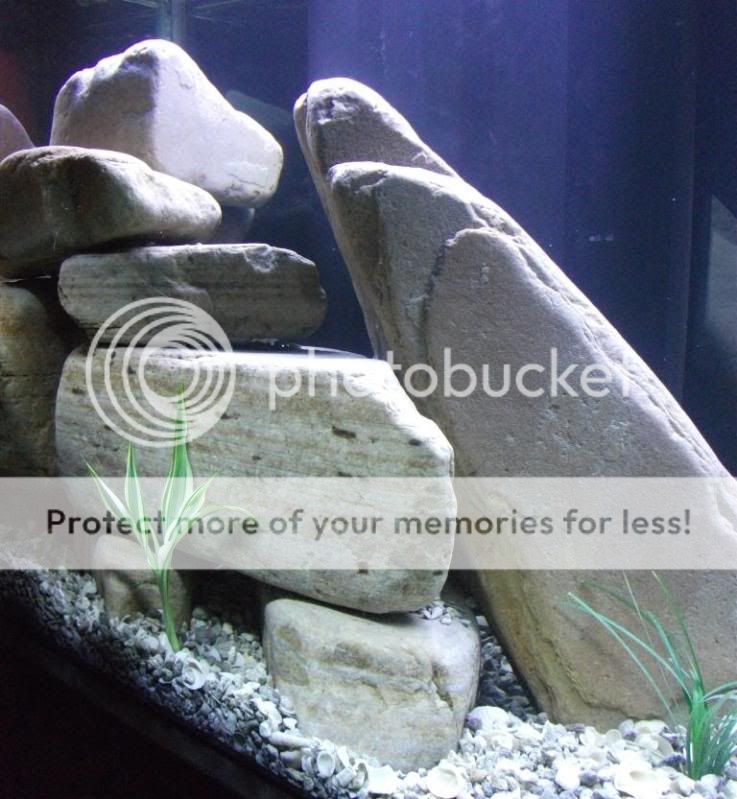 125 gallon mbuna stocking critique / suggestions | Cichlid Fish Forum